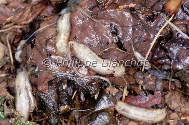 asticots eristalis.JPG - Eristalis tenaxEristale gluante (Asticots)Vers à queue de rat sur un cadavreFlower fly larvaeDiptera, SyrphidaeFrance
